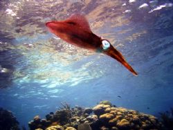 This curious squid was seen at Roatan. His picture was ta... by Bonnie Conley 
